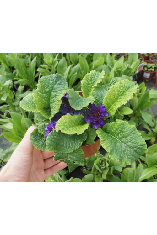 Pierwiosnek 'Belarina® Amethyst Ice' | Primula