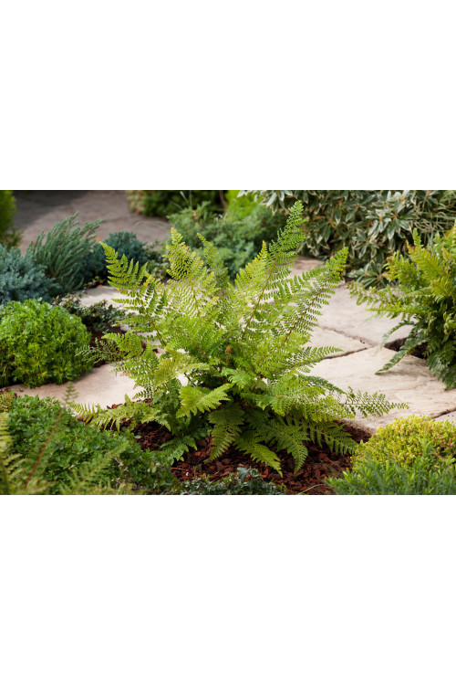 Paprotnik szczecinkozębny 'Proliferum' | Polystichum setiferum