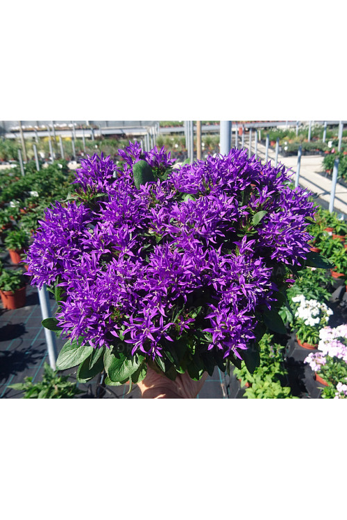 Dzwonek skupiony 'Blue Crown' Campanula glomerata