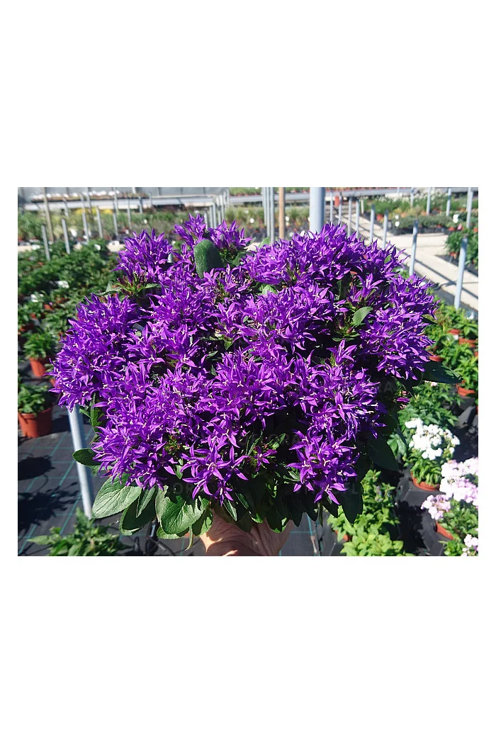 Dzwonek skupiony 'Blue Crown' Campanula glomerata