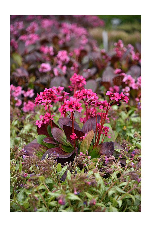 Bergenia 'Early Brilliance Magenta' | Bergenia