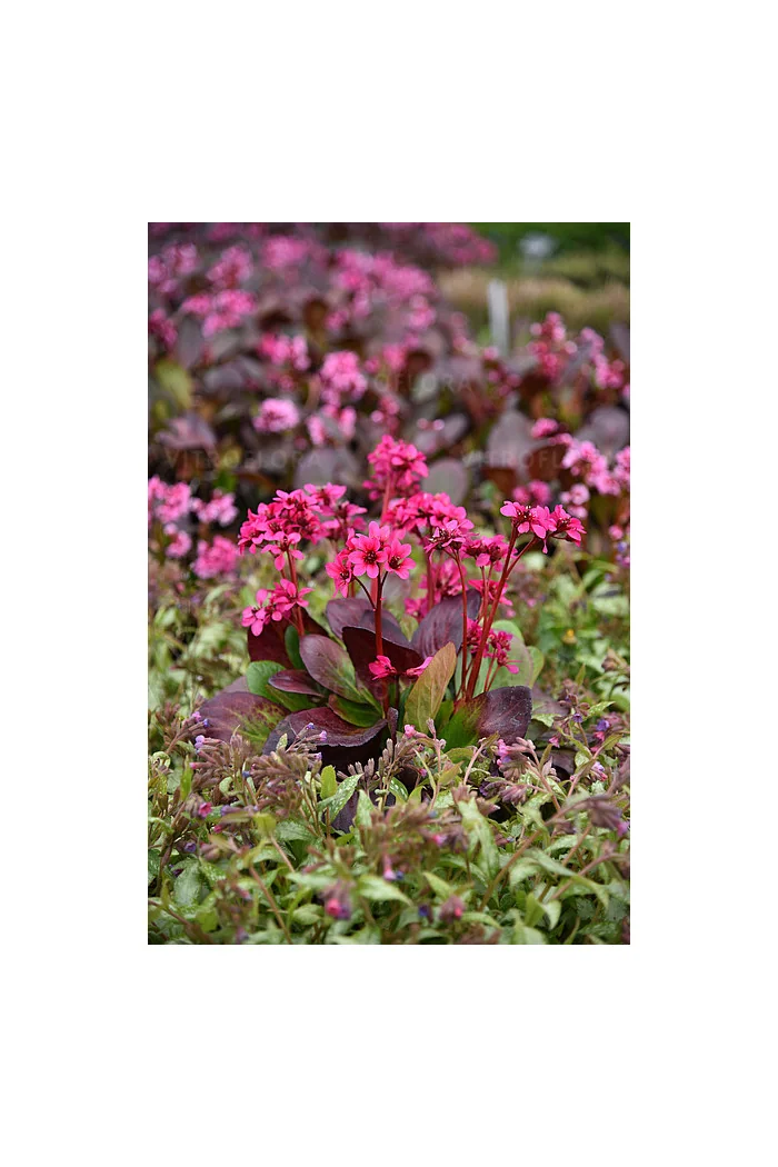 Bergenia 'Early Brilliance Magenta' | Bergenia