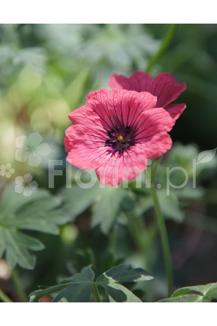 Bodziszek popielaty 'Jolly Jewel Salmon' Geranium cinereum