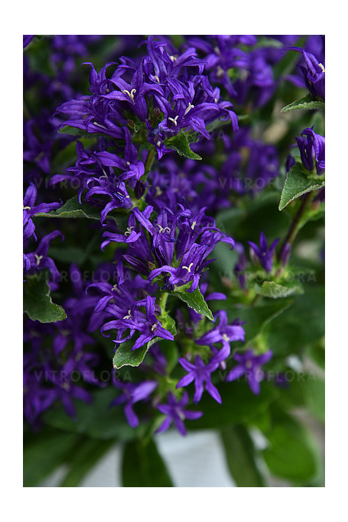 Dzwonek skupiony 'Blue Crown' Campanula glomerata