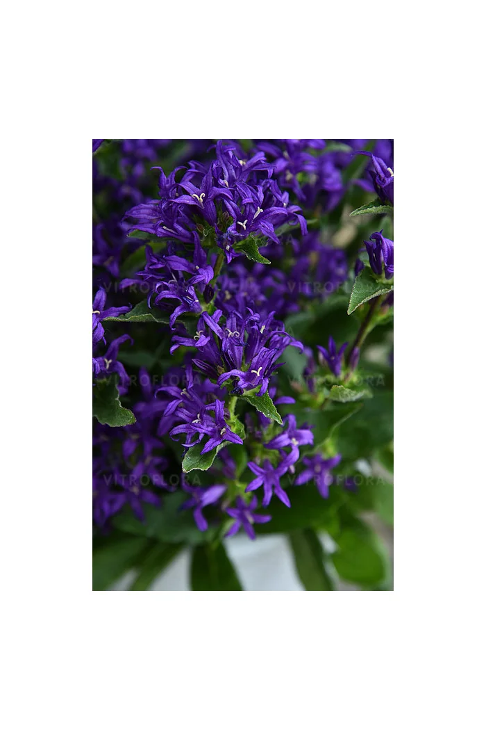 Dzwonek skupiony 'Blue Crown' Campanula glomerata