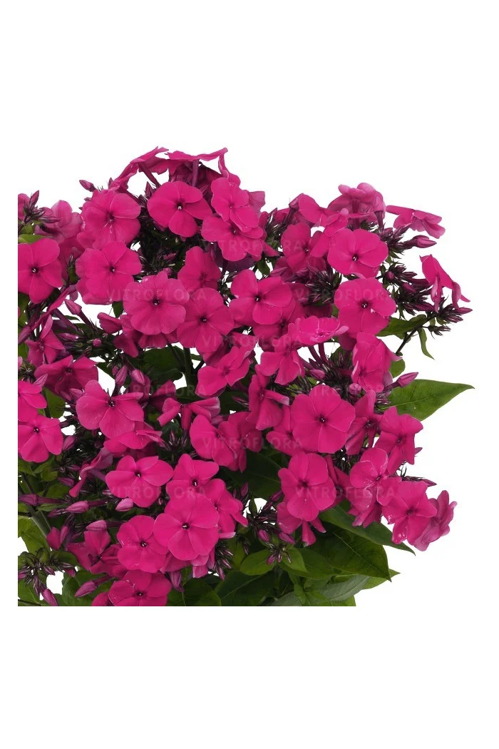 Floks wiechowaty 'Flame Pro Cerise' | Phlox panniculata