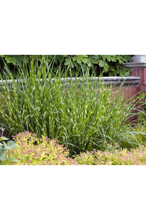 Miskant chiński 'Zebrinus' | Miscanthus sinensis