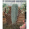 Dichondra