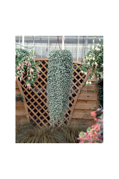 Dichondra