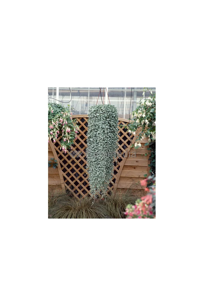 Dichondra