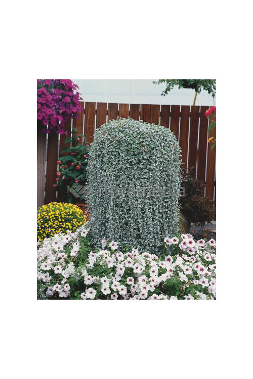 Dichondra