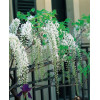 Glicynia chińska (biała) 'Shiro Noda' | Wisteria sinensis