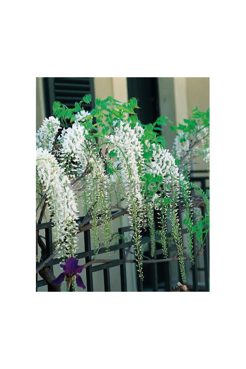 Glicynia chińska (biała) 'Shiro Noda' | Wisteria sinensis