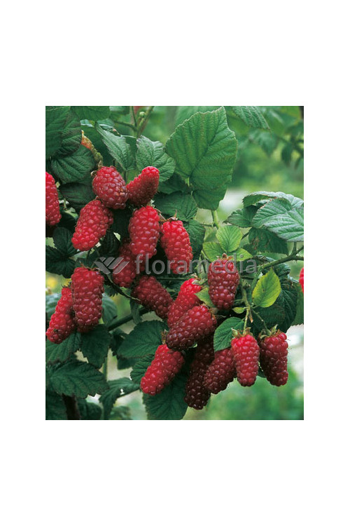 Malinojeżyna Tayberry 'Medana' | Rubus