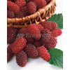 Malinojeżyna Tayberry 'Medana' | Rubus