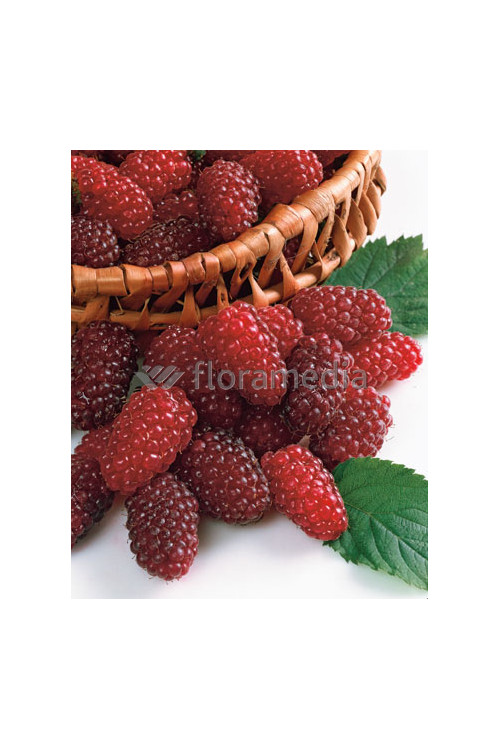 Malinojeżyna Tayberry 'Medana' | Rubus