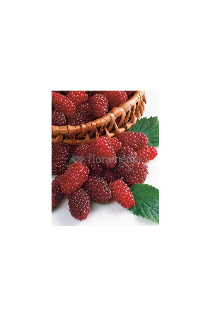 Malinojeżyna Tayberry 'Medana' | Rubus