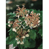 Kalina Sargenta 'Onondaga' Viburnum sargentii