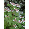 Kalina Sargenta 'Onondaga' Viburnum sargentii