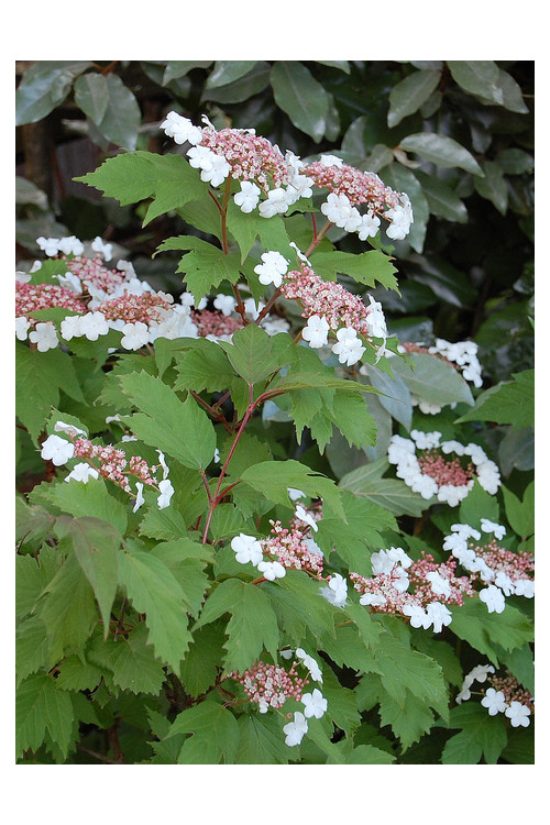 Kalina Sargenta 'Onondaga' Viburnum sargentii