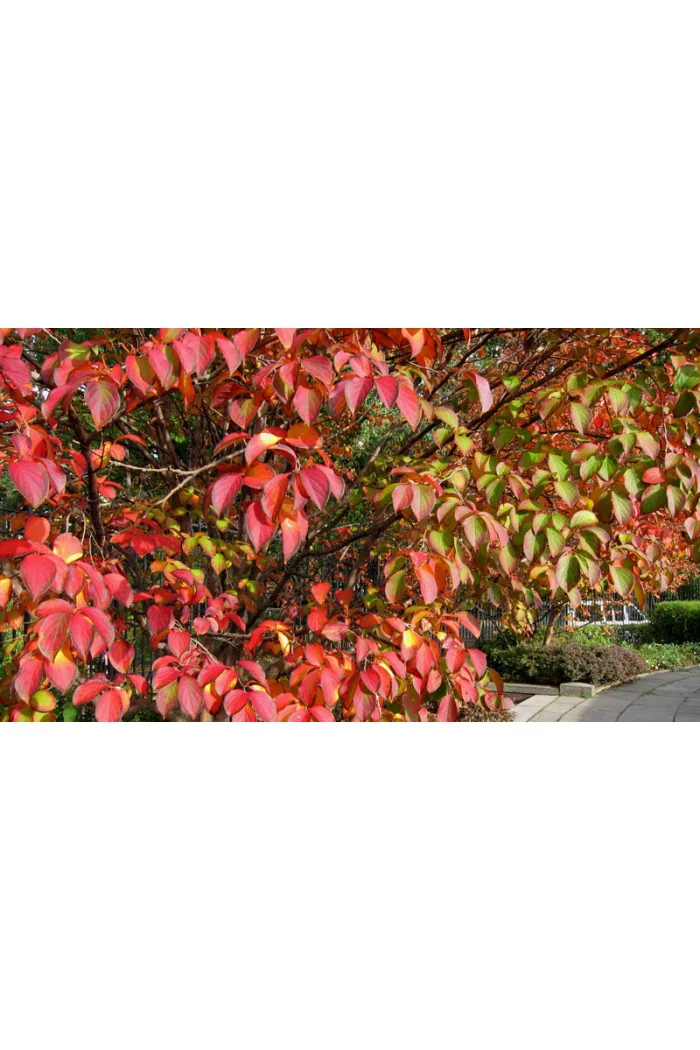 Stewarcja kameliowata | Stewartia pseudocamellia