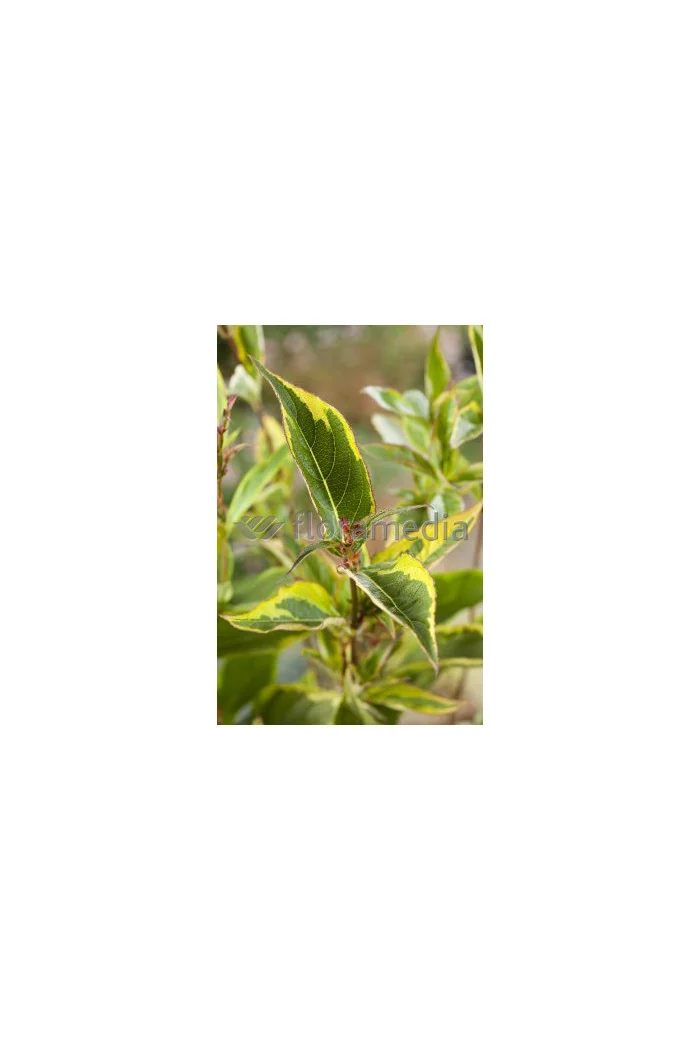 Krzewuszka cudowna 'French Lace Brigela' Weigela florida