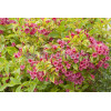 Krzewuszka cudowna 'French Lace Brigela' Weigela florida