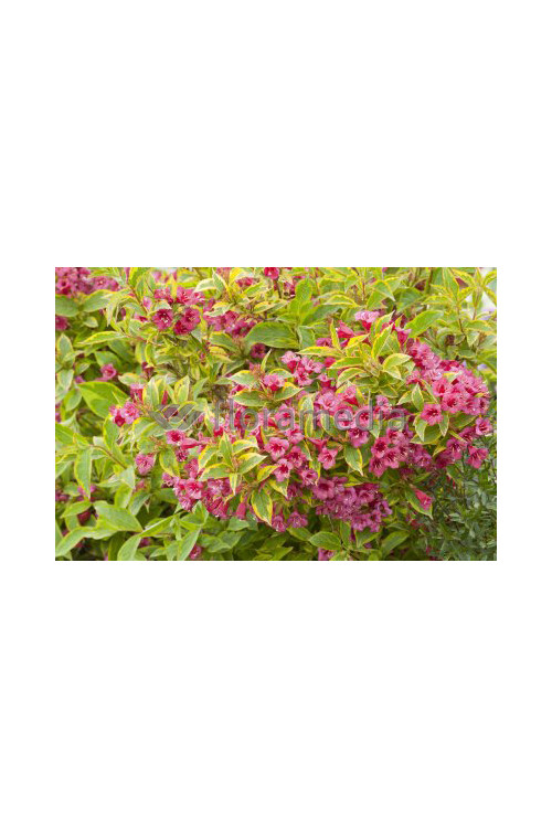 Krzewuszka cudowna 'French Lace Brigela' Weigela florida