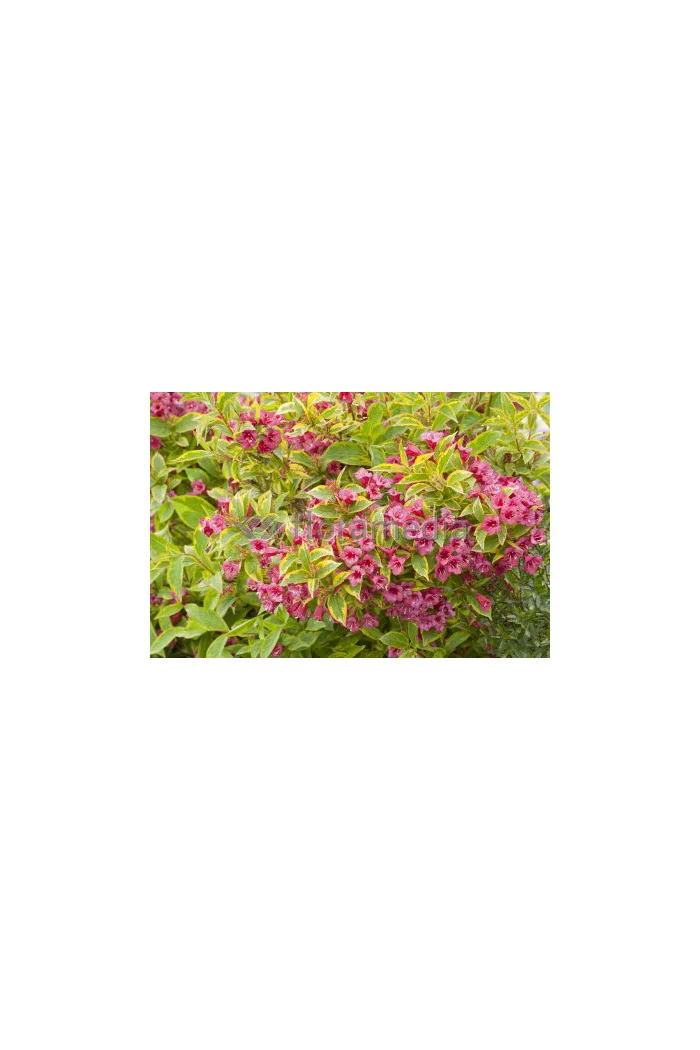 Krzewuszka cudowna 'French Lace Brigela' Weigela florida