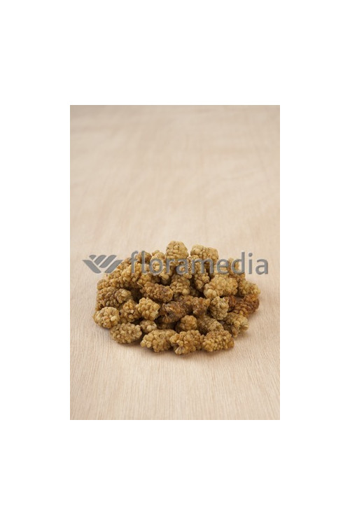 Morwa biała Morus alba