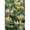 Wiciokrzew pomorski 'Graham Thomas' | Lonicera periclymenum