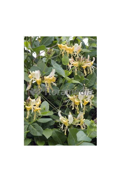 Wiciokrzew pomorski 'Graham Thomas' | Lonicera periclymenum