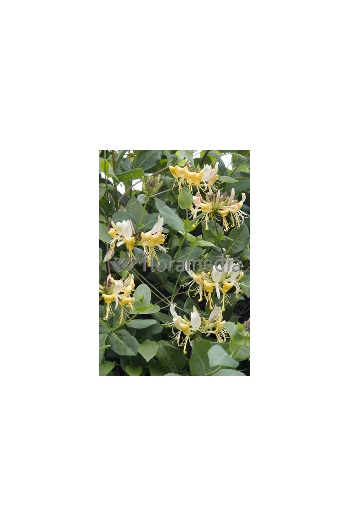 Wiciokrzew pomorski 'Graham Thomas' | Lonicera periclymenum