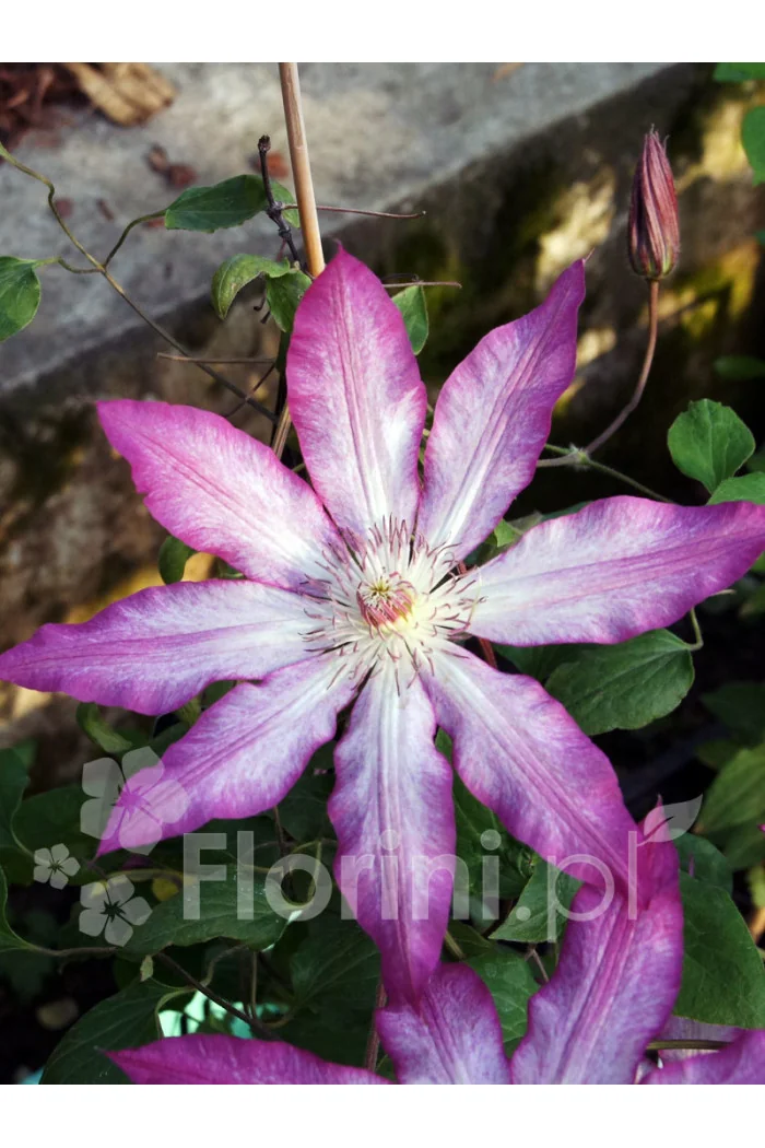 Powojnik 'Tae'| Clematis