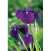 Kosaciec (Irys) mieczolistny Irys kaempfera
