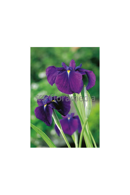 Kosaciec (Irys) mieczolistny Irys kaempfera