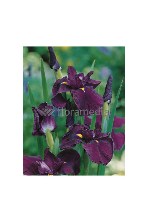 Kosaciec (Irys) mieczolistny Irys kaempfera