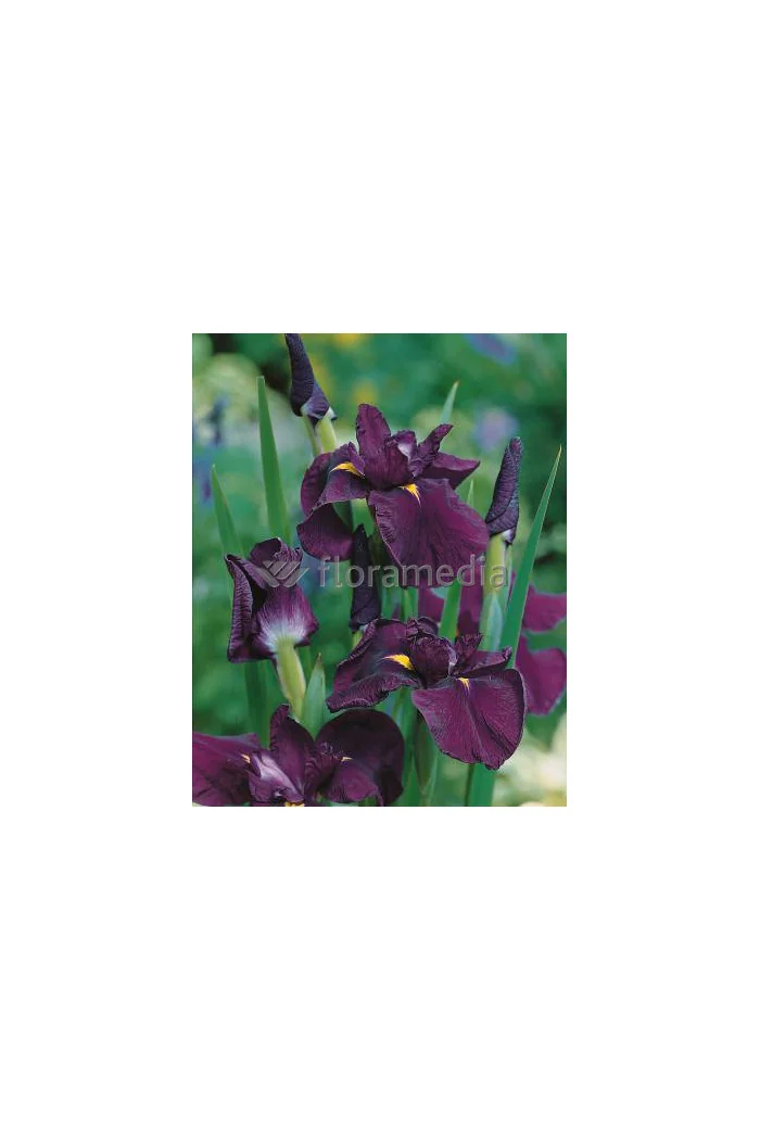 Kosaciec (Irys) mieczolistny Irys kaempfera