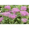 Rozchodnik okazały 'Carmen' Sedum spectabile