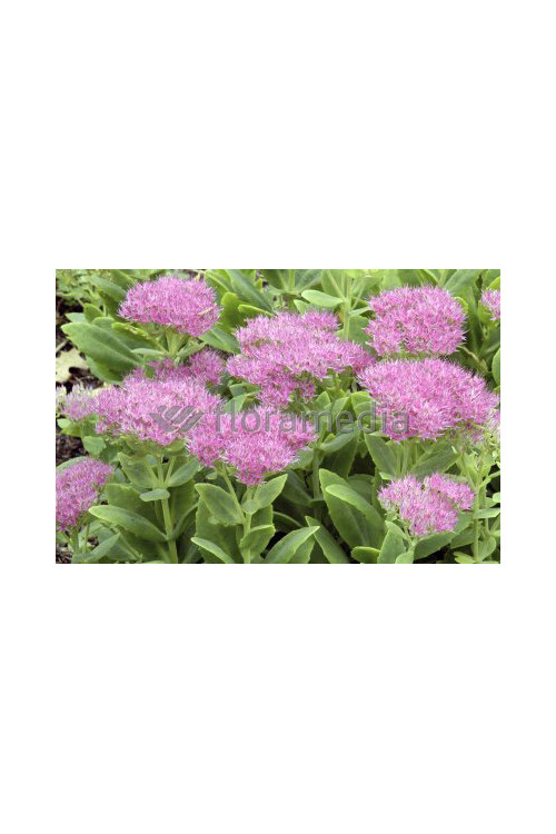 Rozchodnik okazały 'Carmen' Sedum spectabile
