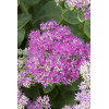 Rozchodnik okazały 'Carmen' Sedum spectabile