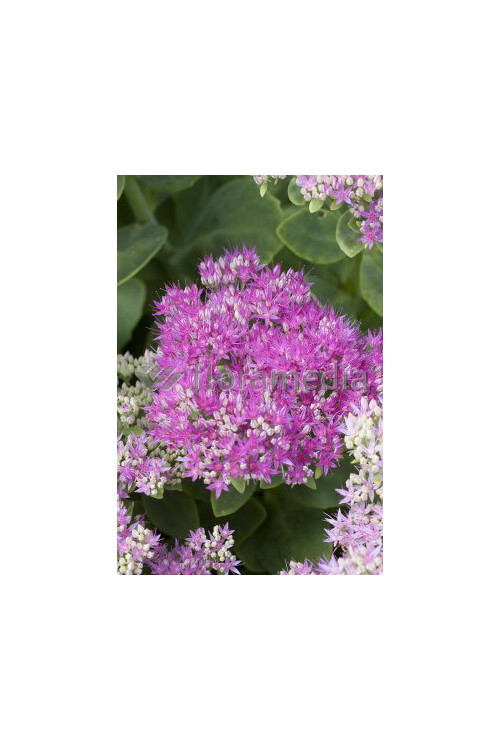 Rozchodnik okazały 'Carmen' Sedum spectabile