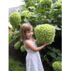Hortensja drzewiasta 'Incrediball' (Strong Anabelle) | Hydrangea arborescens