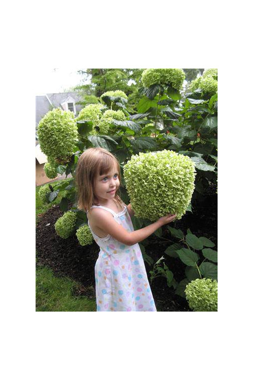 Hortensja drzewiasta 'Incrediball' (Strong Anabelle) | Hydrangea arborescens
