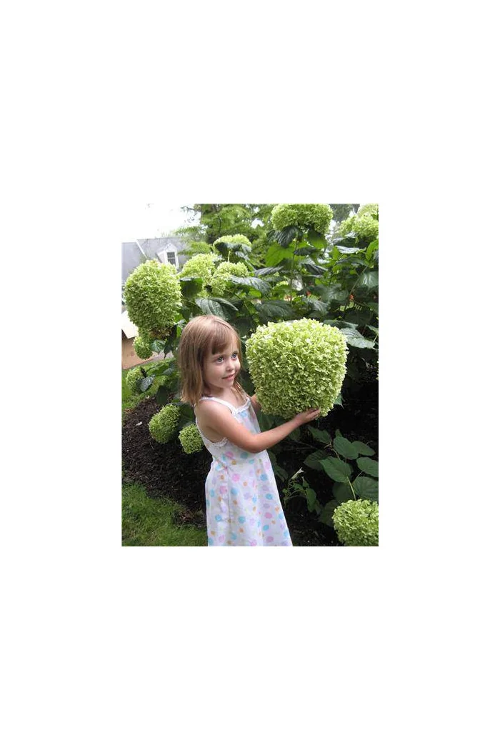 Hortensja drzewiasta 'Incrediball' (Strong Anabelle) | Hydrangea arborescens