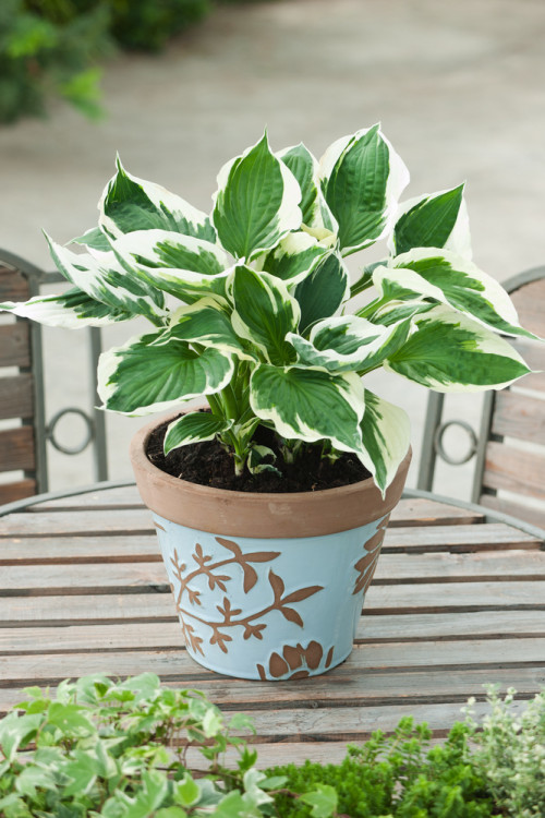 Funkia 'Minuteman' Hosta