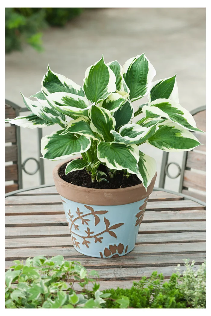 Funkia 'Minuteman' Hosta