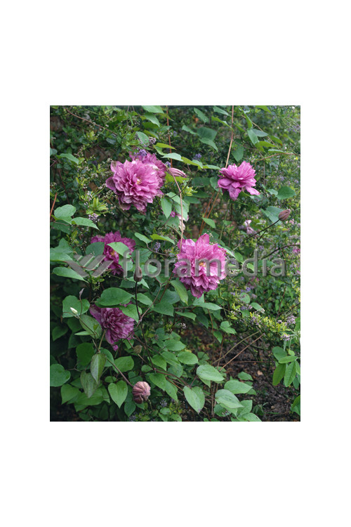 Powojnik 'Proteus' | Clematis