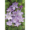 Powojnik 'Proteus' | Clematis
