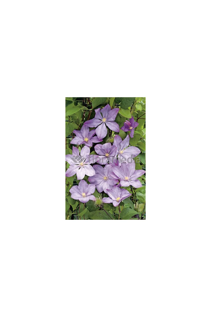 Powojnik 'Proteus' | Clematis